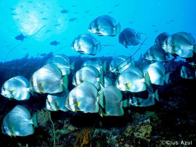 魚影が濃いマラトゥア周辺の海ではく、ツバメウオの群れもよく見られる