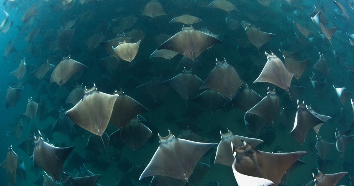 メキシコ ロスカボスでモブラの大群と出会うダイビング メキシコ 海外 エリア情報 Marine Diving Web マリンダイビングウェブ