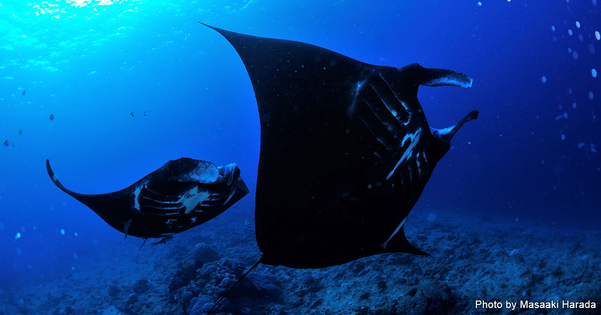 ニューカレドニアの海で会える生き物ガイド【ブラックマンタ＆固有種