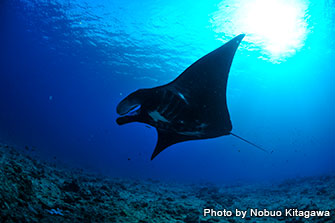 ヌメアの沖のスポットでは、お腹まで黒いブラックマンタがよく現れることで知られる