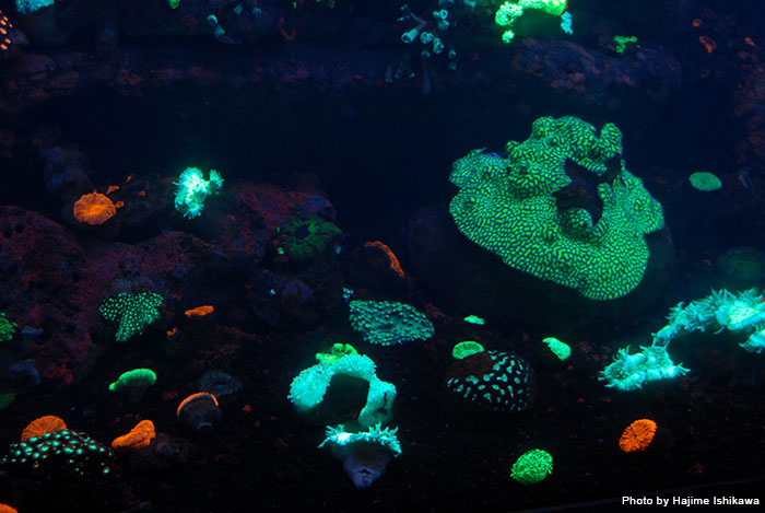 まるで蛍光塗料を塗ったかのように妖しく光るサンゴも見られる