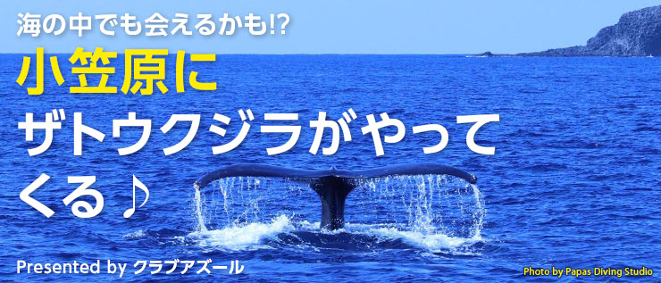 海の中でも会えるかも!? 小笠原にザトウクジラがやってくる♪