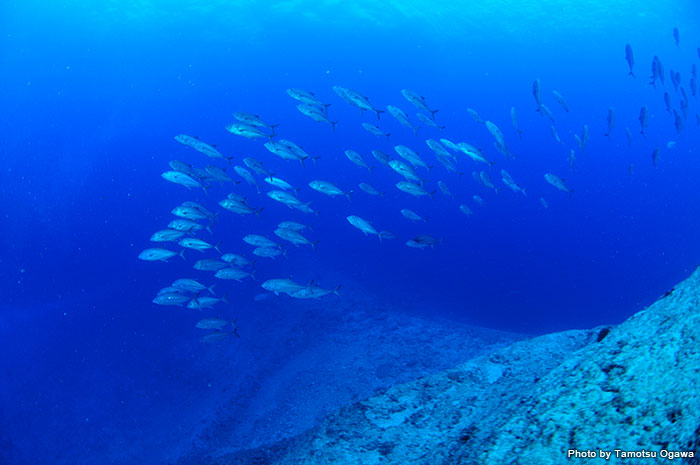 ボニンブルーと呼ばれる、透明度抜群のとことん青い海が小笠原の島々を取り囲んでいる