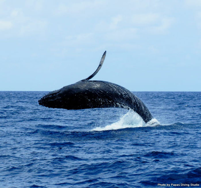 圧倒的な存在感を誇る巨大なザトウクジラ。海面から豪快にジャンプする様子にはただただ感動
