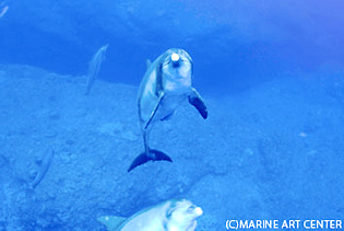 ケータ列島周辺で遭遇しやすい野生イルカ