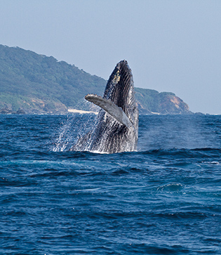 毎年、繁殖のためケラマ諸島を訪れるザトウクジラ。大ジャンプ＝ブリーチを披露してくれることもある。写真提供／座間味ホエールウォッチング協会