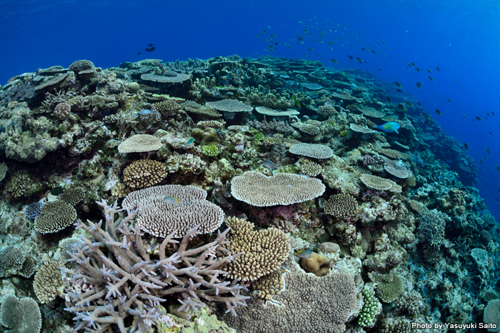 魚礁だけでなく、サンゴ礁の根もあり、ヨスジフエダイをはじめ多くの魚たちが次々と登場