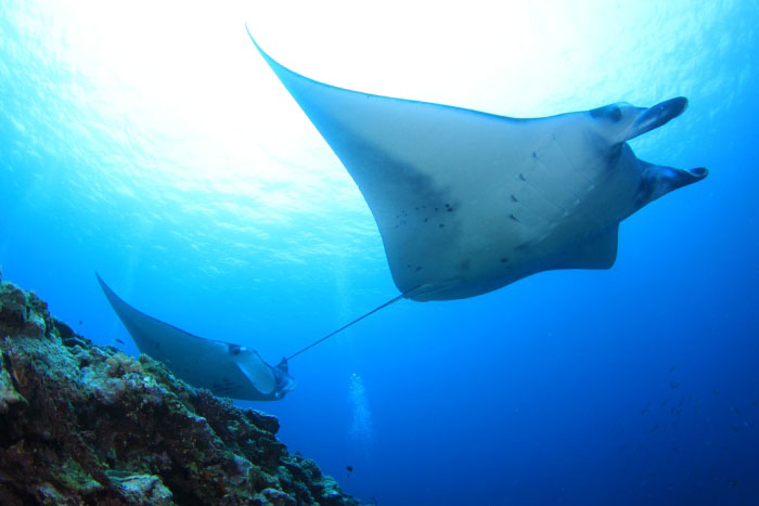 西表島の南側「鹿ノ川・中ノ瀬」では春先、秋に高確率でマンタに会えるようになります