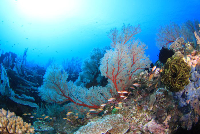 透明度抜群の海に真紅のイソバナが連綿と続く景観がまた素敵