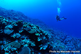 「ブルーラビリンス」では地形だけにとどまらず元気なサンゴ礁も見られる