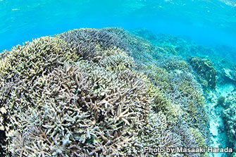 近年サンゴの白化が問題となっているが、西表島のサンゴは元気いっぱい