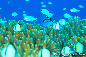 サンゴ礁はフタスジリュウキュウスズメダイやデバスズメ、ナンヨウハギと小さな魚たちの遊び場です