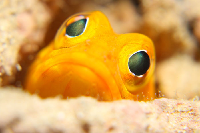 なかなか黄色いジョーフィッシュは珍しいのですが「ヒナイビーチ」で見つけることができます