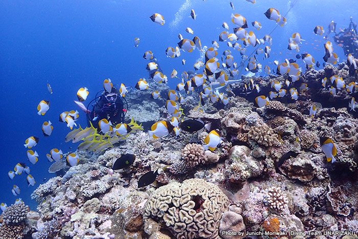 種類もさまざま。カスミチョウチョウウオをはじめ、サンゴ礁によくいるトロピカルフィッシュも大乱舞