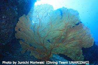 水深18mに生息する巨大なウミウチワ