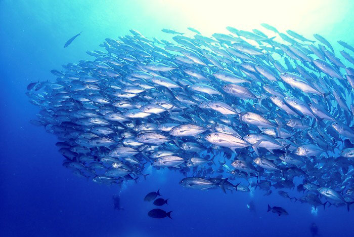 びっしりとギンガメアジの群れが玉のように固まることもあるので、それを見せたいです!