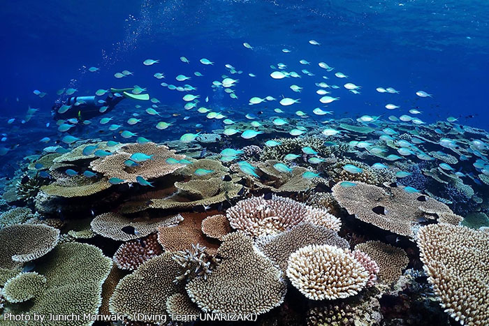 見渡す限りのサンゴ礁！　これもまた西表島の海らしい景観