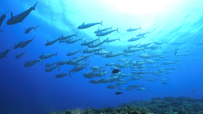 まるまる太ったイソマグロが悠然と目の前を通り過ぎていきます