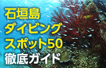 マンタもサンゴも満喫！絶対に潜ってほしい石垣島のダイビングスポット50