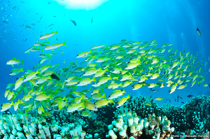 カラフルなヨスジフエダイは、透明度抜群の石垣島の海によく映える