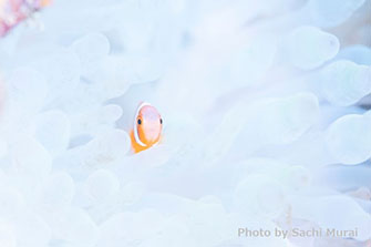 昨年は石垣島周辺のサンゴが白化して大きなダメージを受けましたが、だからこそ撮れる白化したイソギンチャクとハマクマノミの幼魚。気持ちは複雑ですが、今を形に残すのも僕らの仕事かと。