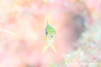 普段は撮影がとても難しいルリホシスズメダイの幼魚も、じっくり向き合って撮影することができて大満足。