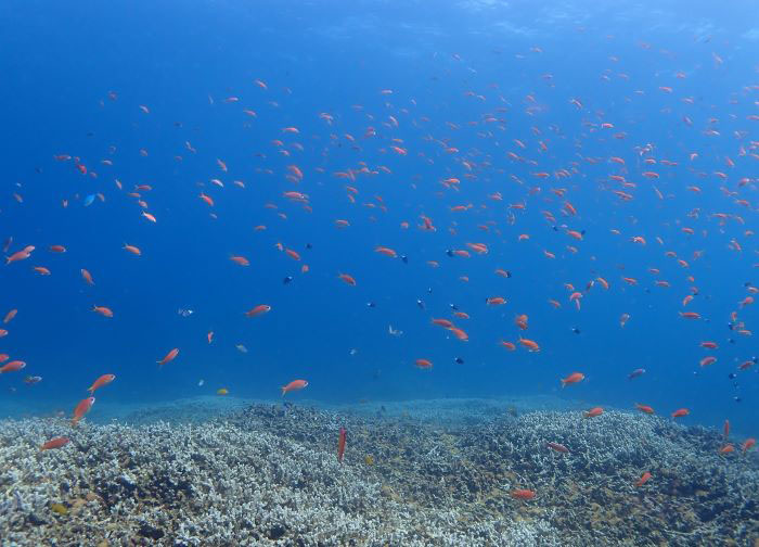 色鮮やかな小魚が舞うTHE沖縄の海