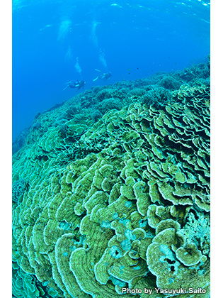 ミドリイシ系のエダサンゴが多く、隙間をよく見てみるとウミウシや幼魚、ハゼ類などがいる