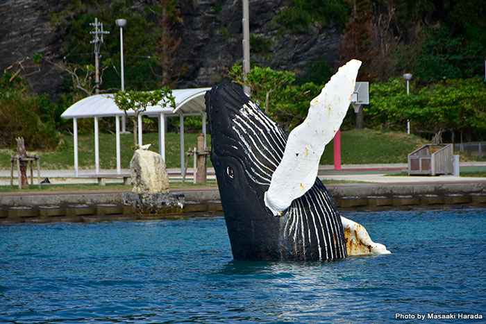 冬にザトウクジラのホエールウオッチングでにぎわう座間味島の港には、クジラのオブジェがあります