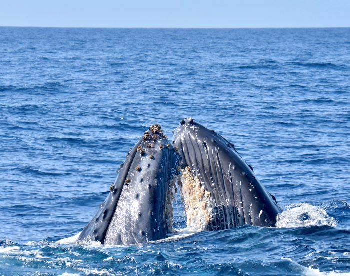 ボートのすぐ間近でクジラたちの壮大な行動をウオッチングできることも珍しくはありません