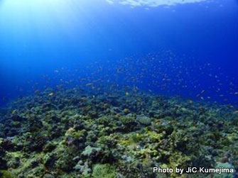 貼り出したサンゴ礁の棚にはハナダイが乱舞。そこへギンガメアジの群れが登場したり……