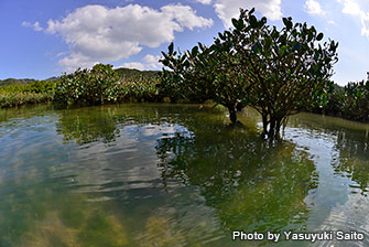 大浦湾に注ぎ込む大小の川の河口にはマングローブ林が広がっています