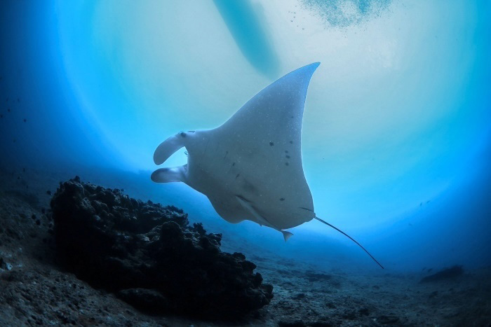 根のトップでも水深20mオーバーの「マンタホスピタル」は中上級者向け