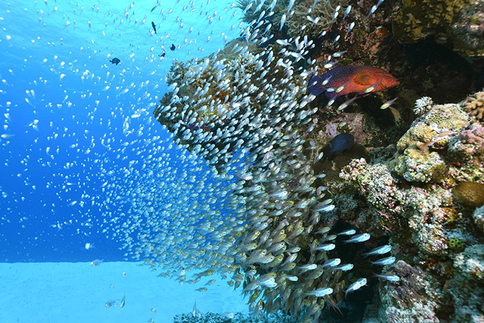 青い海、サンゴ礁、魚の多さ！　潜る人を虜にするケラマの海