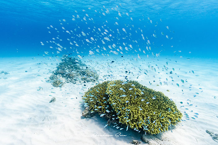 真っ白な砂地が浅瀬に広がる海底にぽっかりエダサンゴ。サンゴの上では水色のデバスズメダイが群れ舞っています。撮影地は「ニシバマ」だが、隣の「ナベヤギリ」などでも観察できます