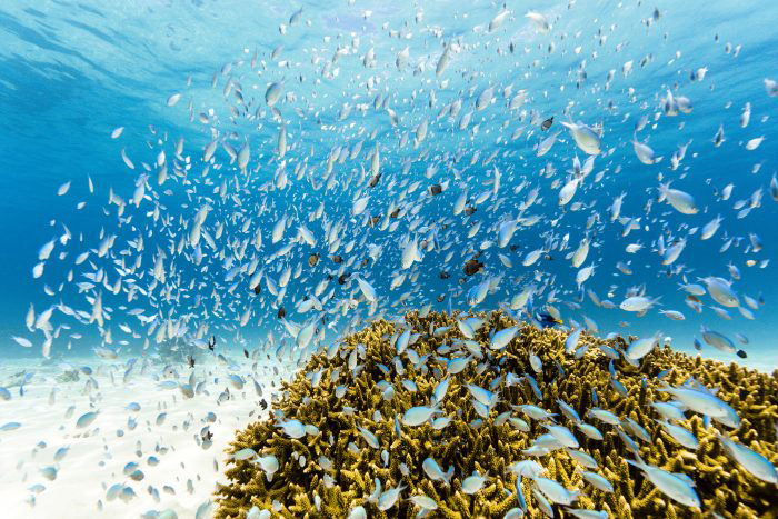 青いサンゴ礁の中を大乱舞するトロピカルフィッシュたち