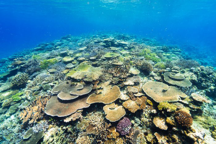 沖縄、ケラマ諸島には世界屈指の美しいサンゴ礁が広がっています