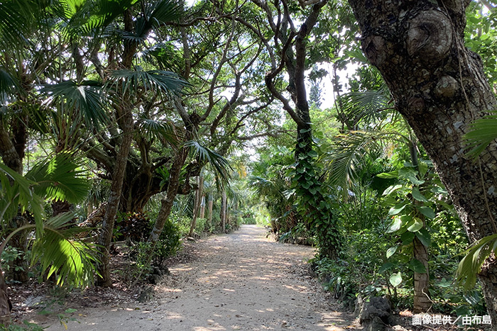 亜熱帯植物園とはいえ、原生林も多い由布島