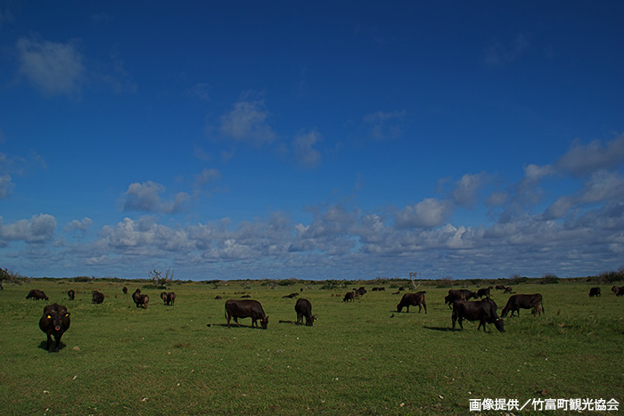 南の島なのに牧場!?　空気の良い、降り注ぐ太陽の光の下生まれ育った牛が運ばれて人気のブランド牛に