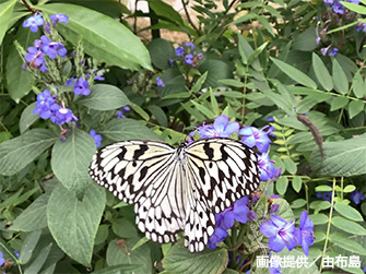 植物楽園には沖縄県蝶のオオゴマダラも、このチョウチョウのさなぎが金色ということでも人気