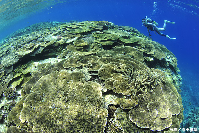 西表島の北側にあるサンゴ礁が見事なスポット「インダビシ北」