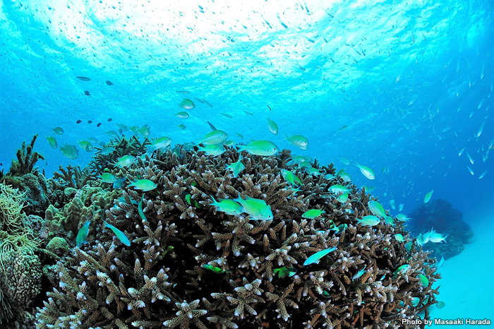 ケラマブルーの海にかわいい魚たち。沖縄の離島ならでは水中風景が広がります