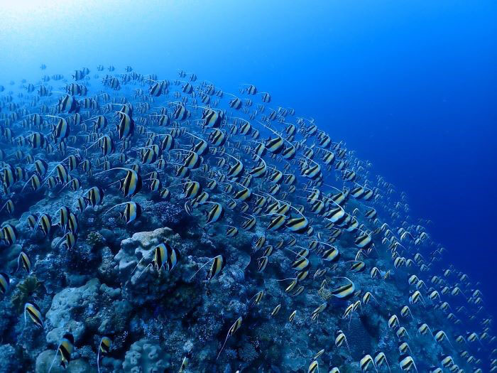 ボディのイエローが青い海に美しく映えるツノダシの固まり