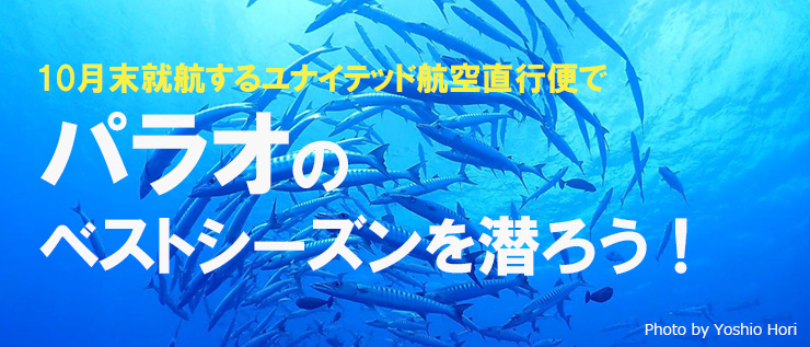 パラオのベストシーズンを潜ろう！