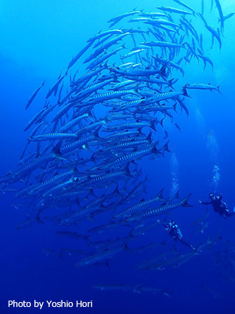 野球バットのように1尾1尾が大きいバラクーダの群れがトルネード状に! こんな魚群に巻かれるのも夢じゃない♡