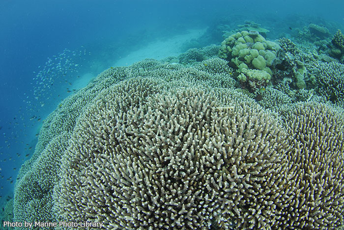 外海のバリアリーフにもサンゴ礁はあるけれど、内海に広がるサンゴ礁も絶品！