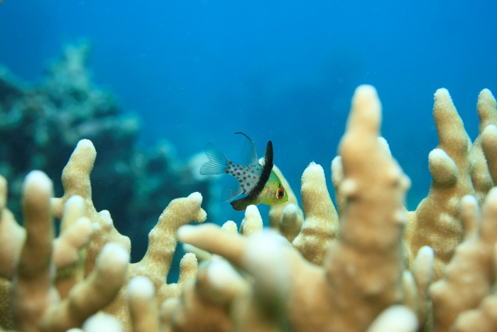 赤い水玉のパンツをはいたような、マンジュウイシモチ。ちっちゃな幼魚から生息