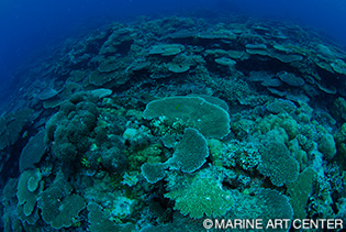 海底のサンゴ