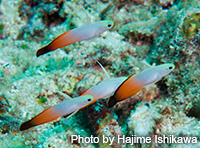 魚種も豊富な「ビッグドロップ」で見つけたハタタテハゼ軍団