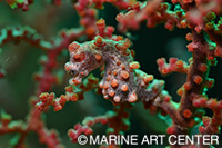 ピグミーシーホースは水深４〜12㍍と比較的浅い「Quayles Reef(クワイレスリーフ)」で撮影できる！